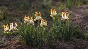 Les Iris Oncocyclus
